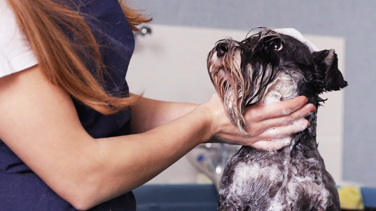How Often Should You Actually Wash Your Dog?