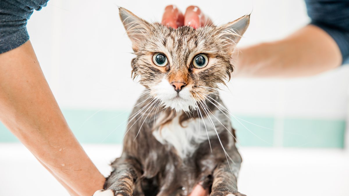 Yes, You Can Bathe a Cat — Here's How