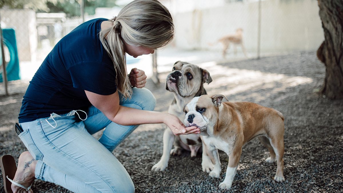 A Stress-Free Guide to Bathing Your Dog at Home
