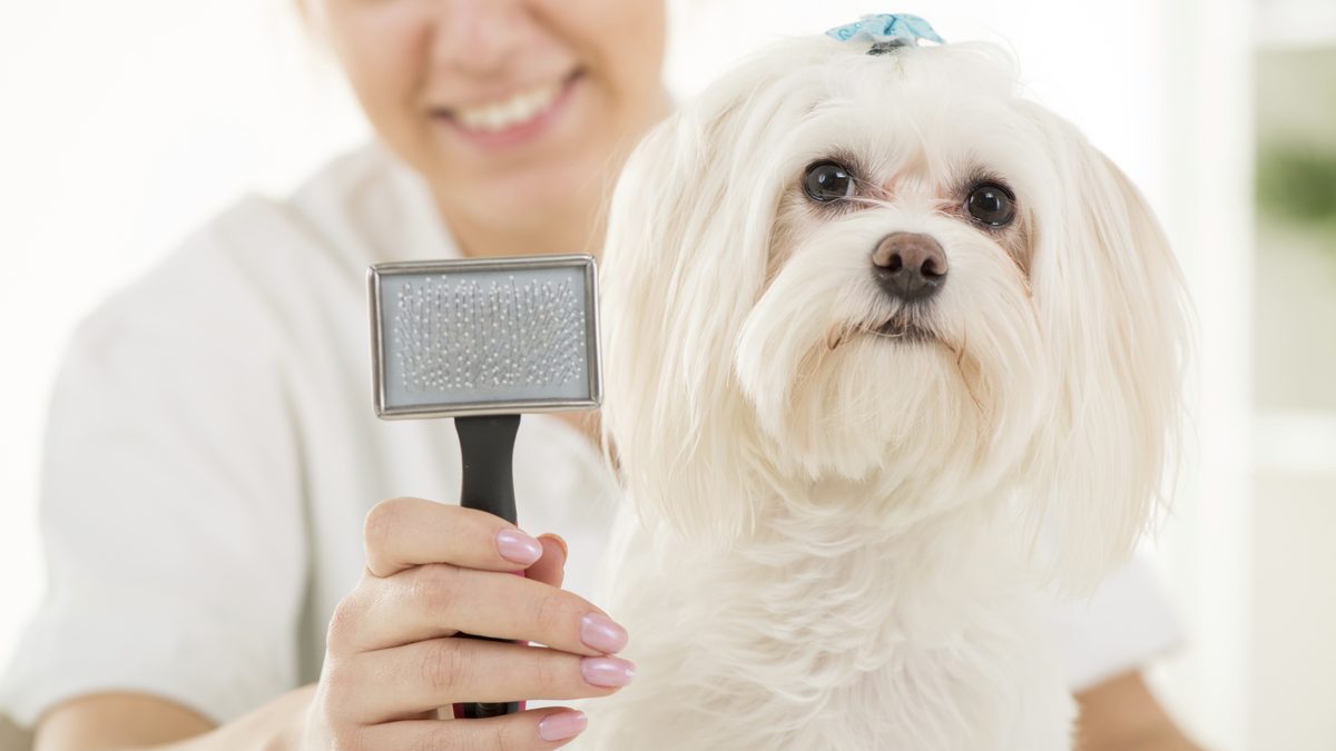 Choosing the Right Shampoo for Your Dog's Coat