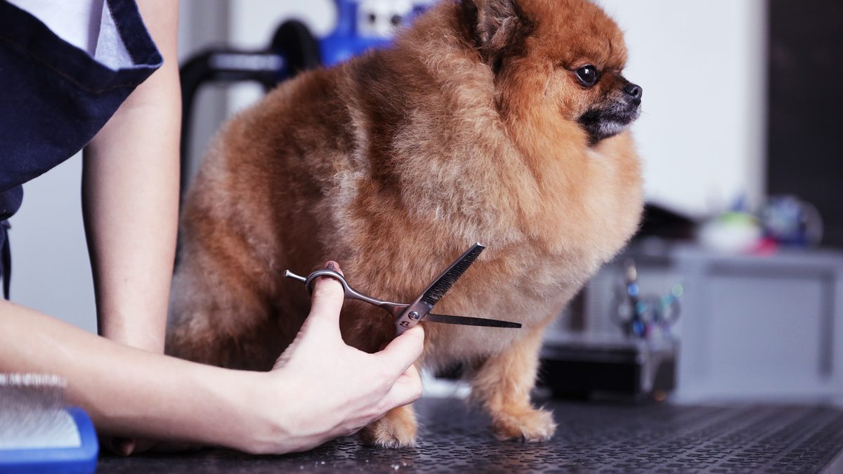 More Than a Bath: What a Professional Groom Really Includes