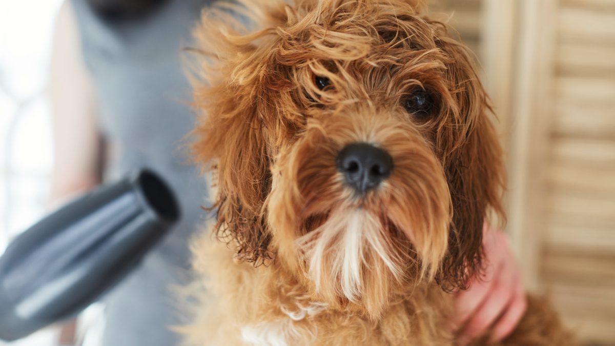 Brushing 101: Keeping Your Dog Mat-Free Between Grooms