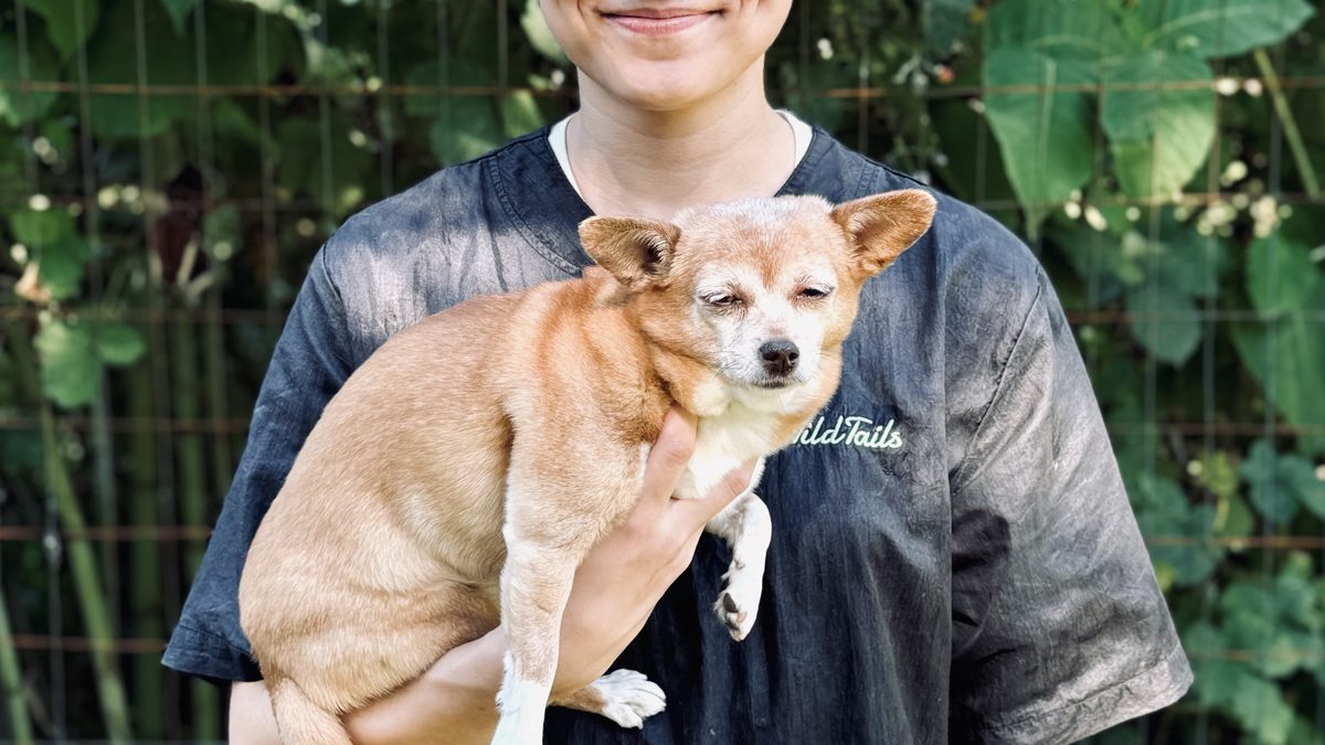 Your Puppy's First Groom: Setting Them Up for Success
