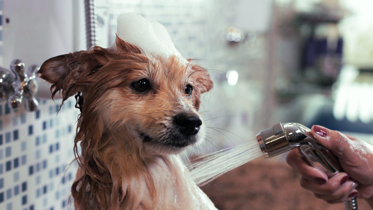 Surviving Shedding Season Like a Pro