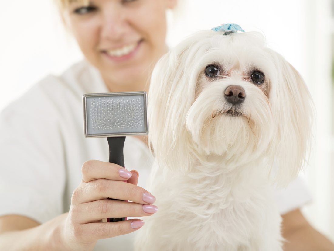 A freshly groomed dog with one of our groomers