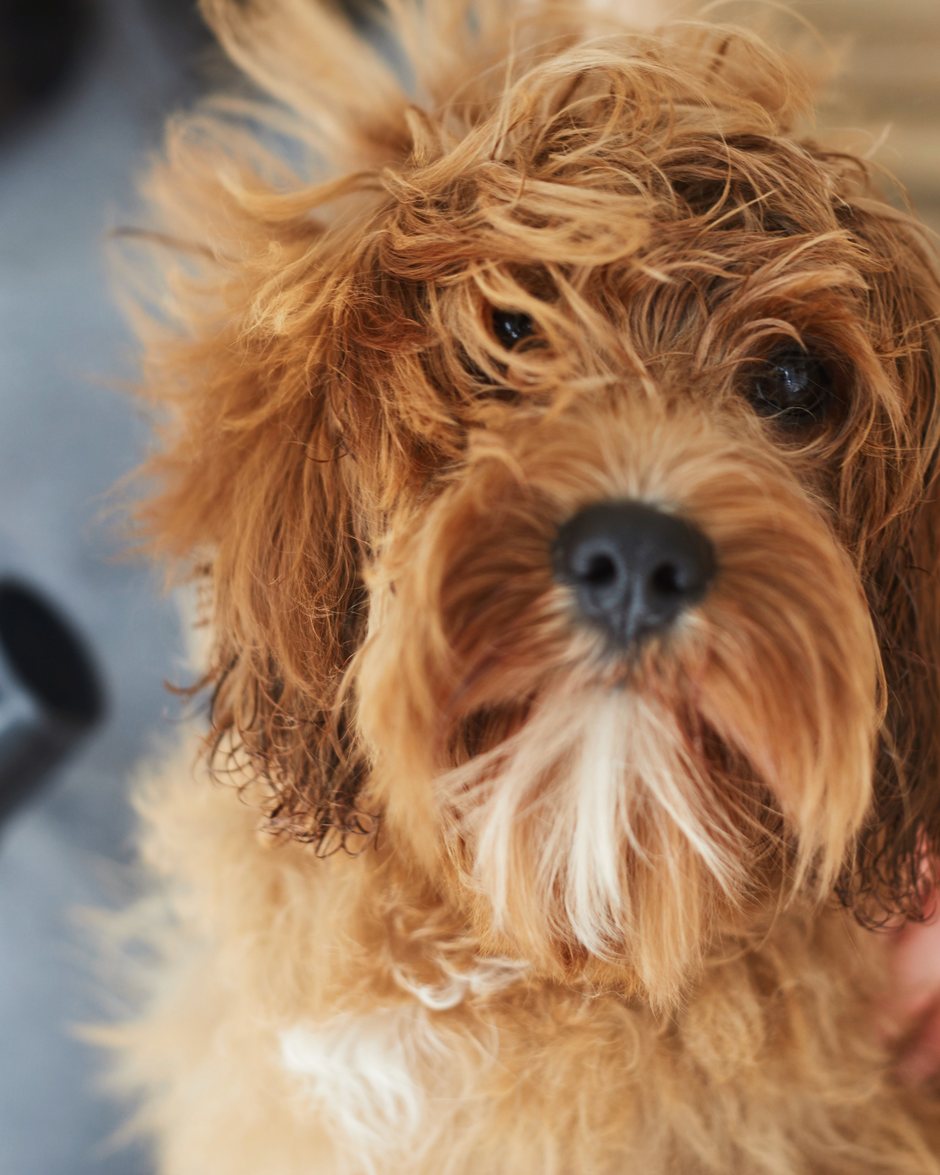 A happy, freshly groomed doodle
