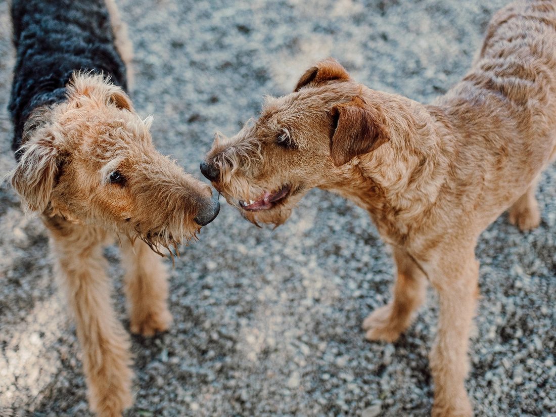 Two healthy, happy dogs